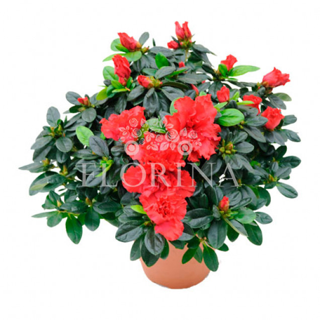 Азалия "Красная"