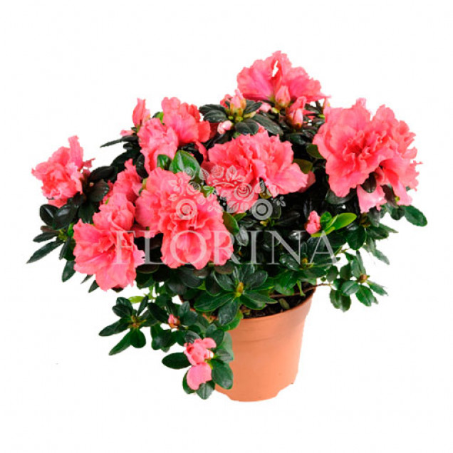 Азалия "Розовая"