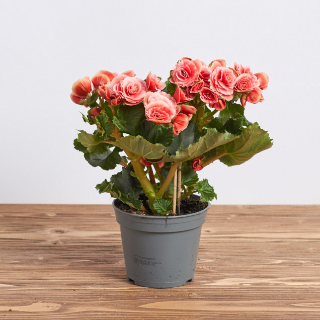 Бегония "Коралловая"