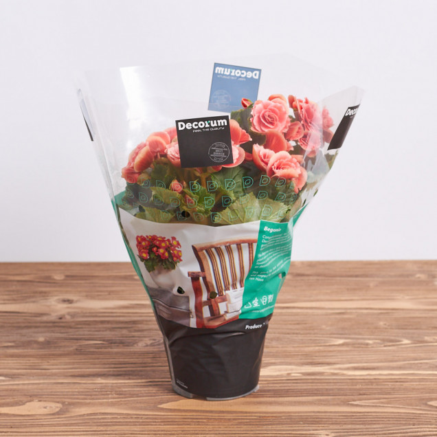 Бегония "Коралловая"