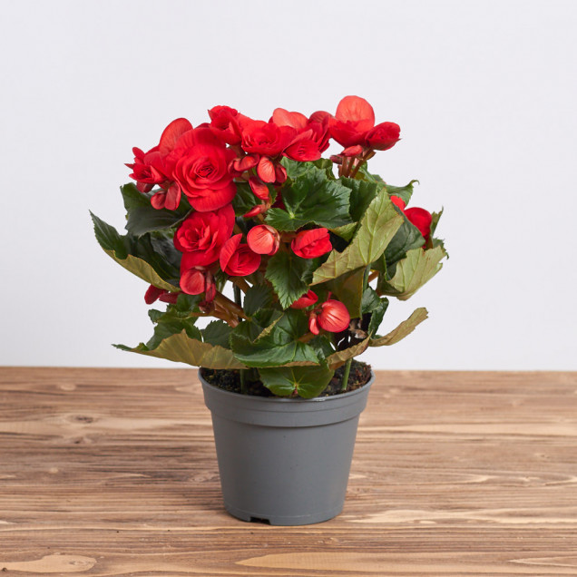 Бегония "Красная"