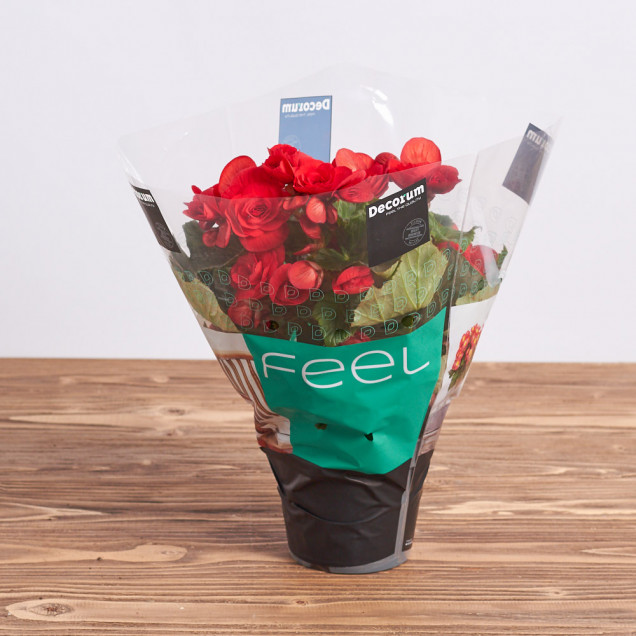 Бегония "Красная"