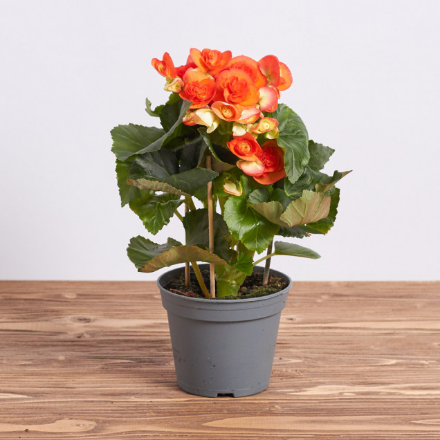 Бегония "Оранжевая"