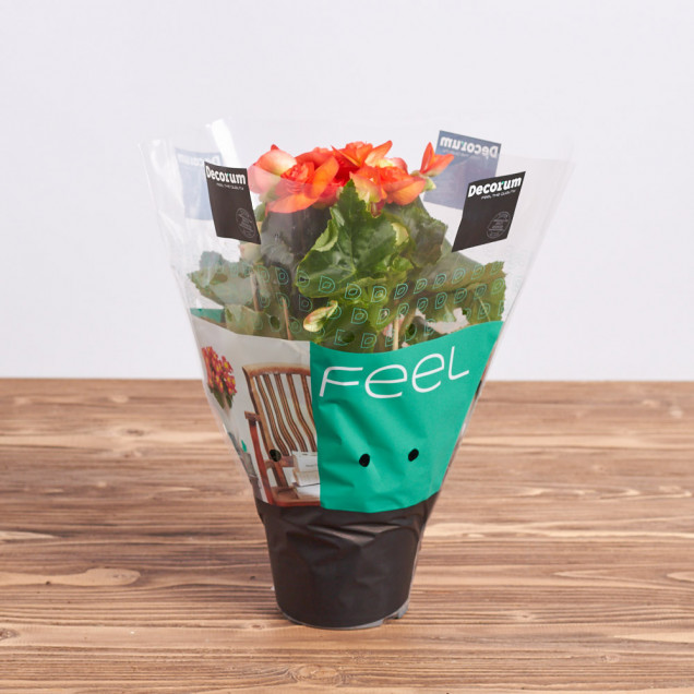 Бегония "Оранжевая"