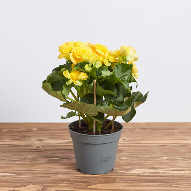 Бегония "Желтая"