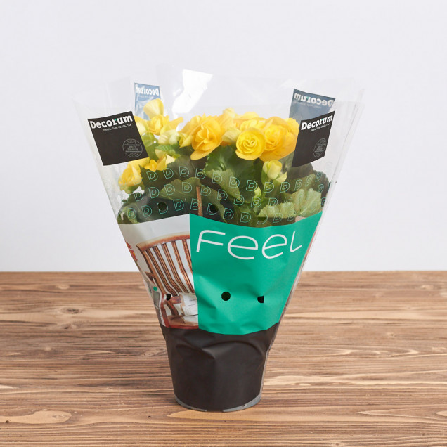 Бегония "Желтая"