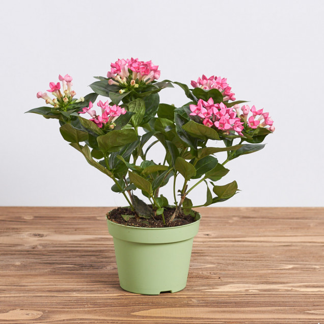 Бувардия "Розовая"