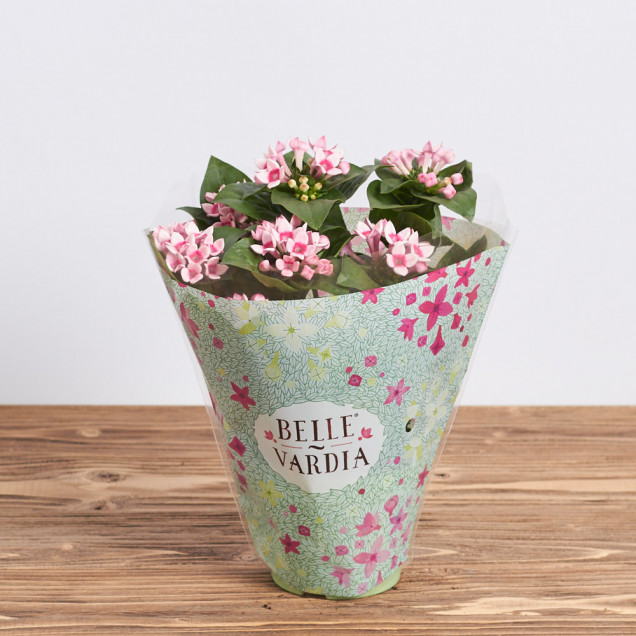 Бувардия "Светло-розовая"