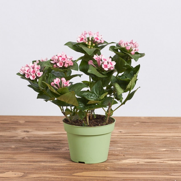 Бувардия "Светло-розовая"