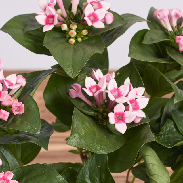 Бувардия "Светло-розовая"