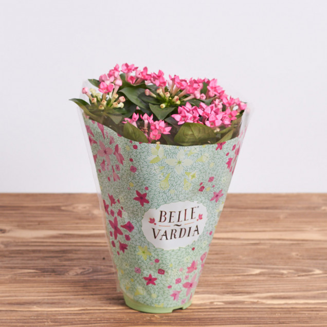 Бувардия "Розовая"