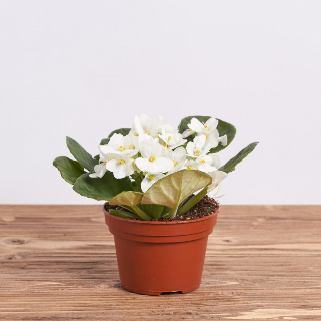 Фиалка "Белая"