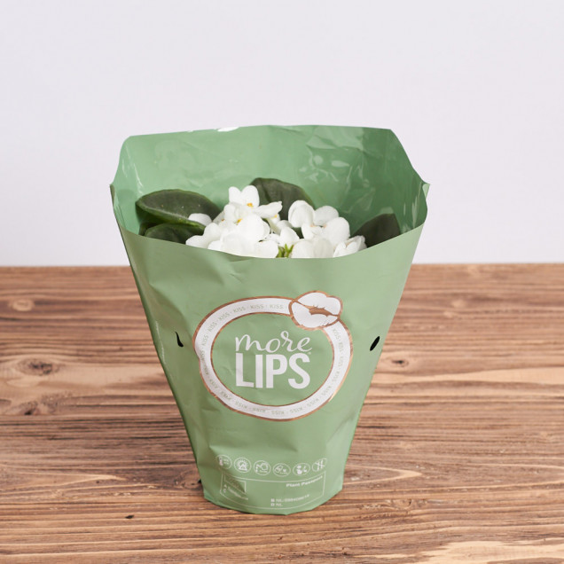 Фиалка "Белая"