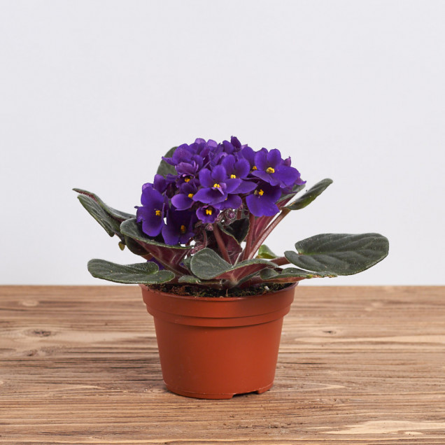 Фиалка "Фиолетовая"