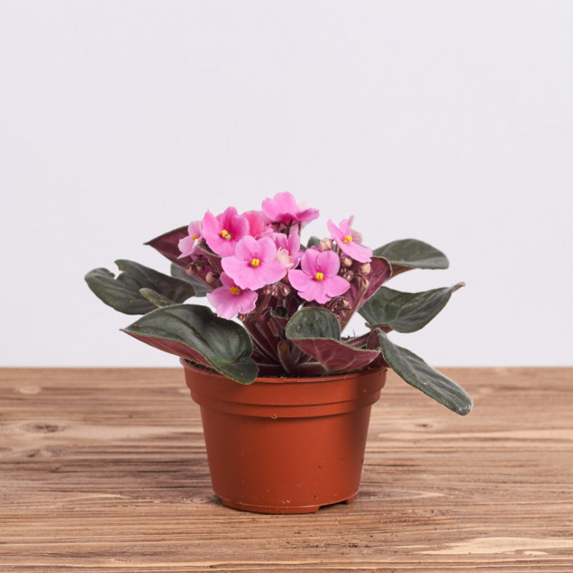 Фиалка "Розовая"