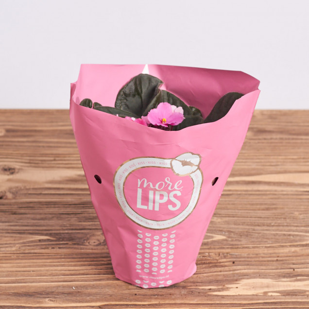 Фиалка "Розовая"