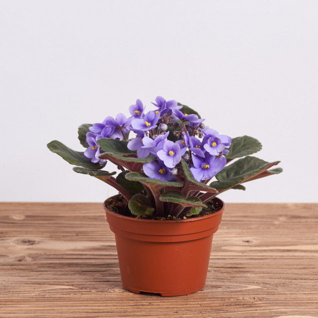 Фиалка "Светло-фиолетовая"