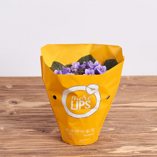 Фиалка "Светло-фиолетовая"