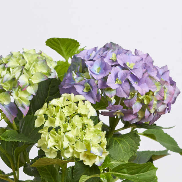 Гортензия в горшке "Фиолетовая"