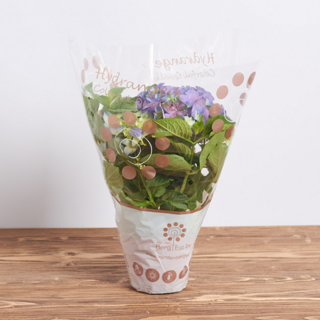 Гортензия в горшке "Фиолетовая"