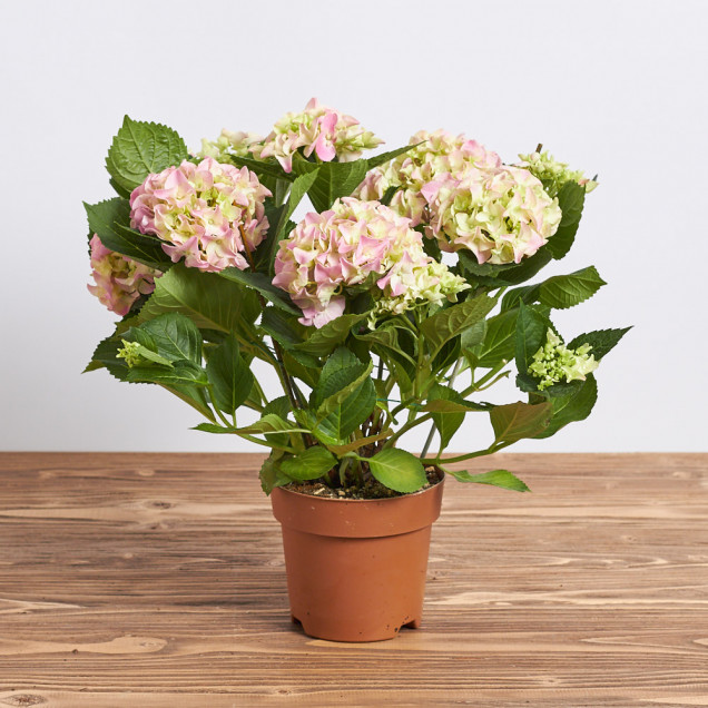 Гортензия в горшке "Розовая"