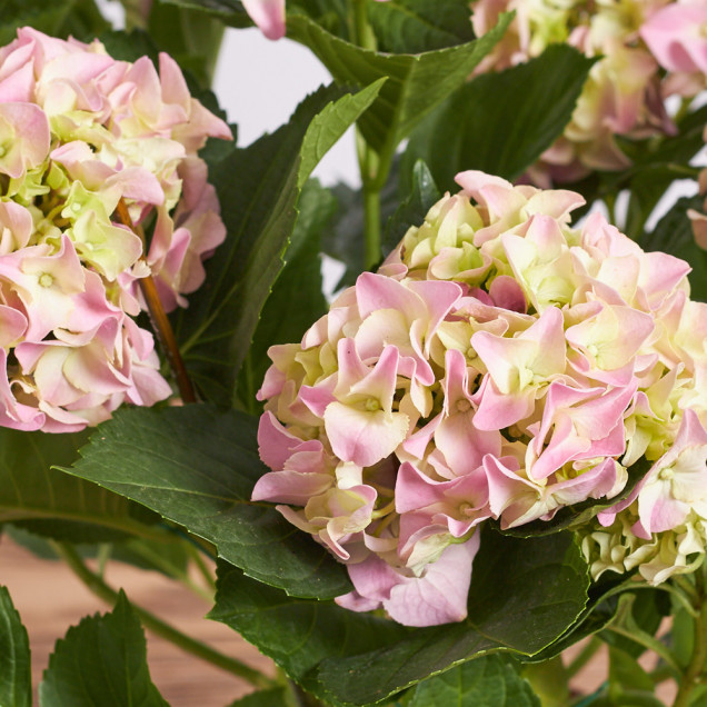 Гортензия в горшке "Розовая"