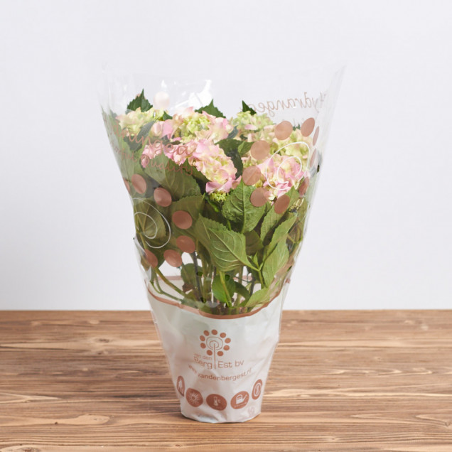 Гортензия в горшке "Розовая"