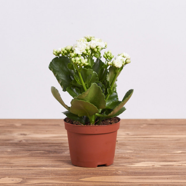 Каланхоэ "Белый"