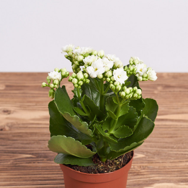 Каланхоэ "Белый"