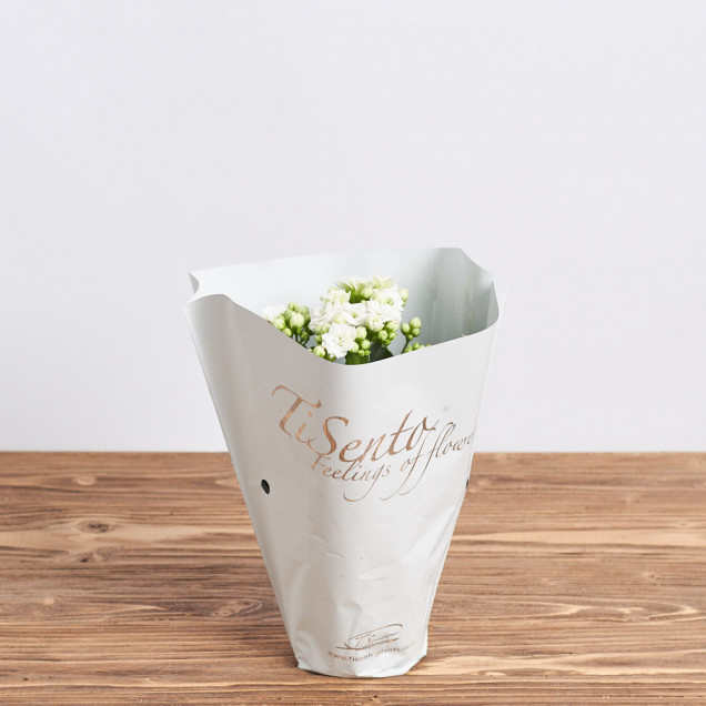 Каланхоэ "Белый"