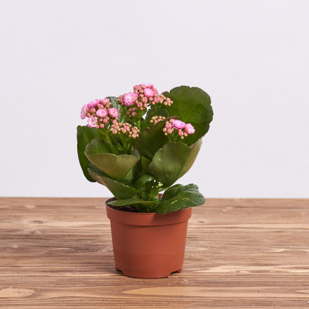 Каланхоэ "Фиолетовый"