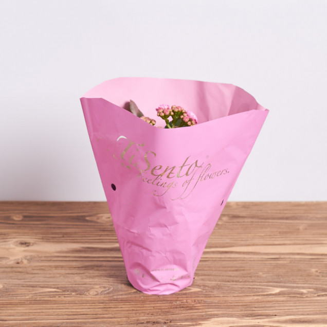 Каланхоэ "Фиолетовый"