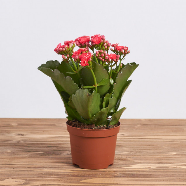 Каланхоэ "Красный"