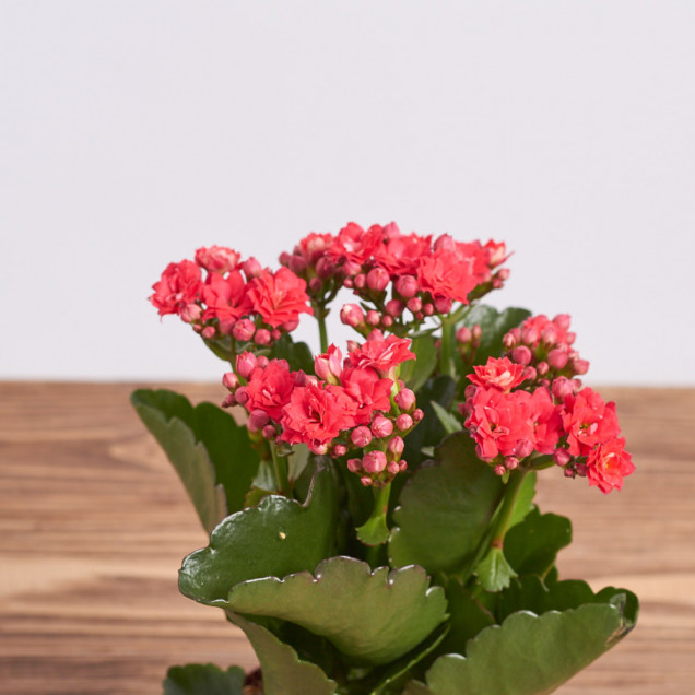 Каланхоэ "Красный"