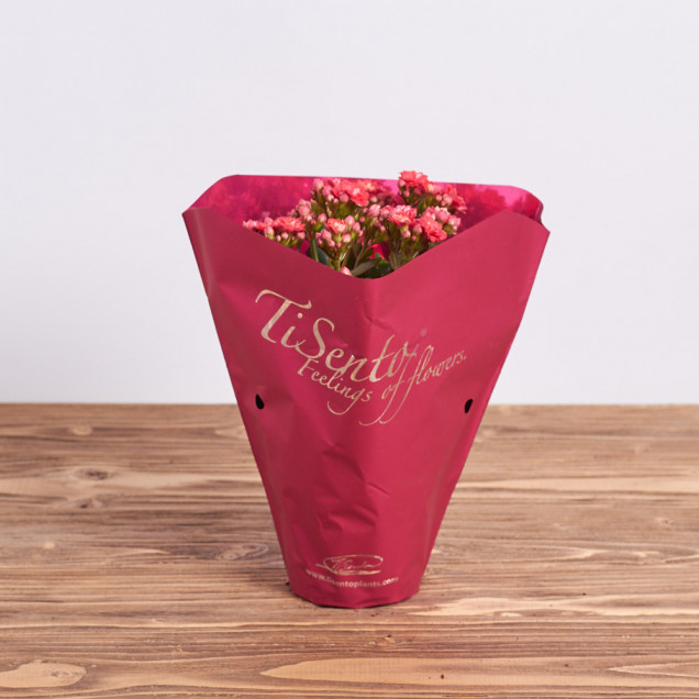 Каланхоэ "Красный"