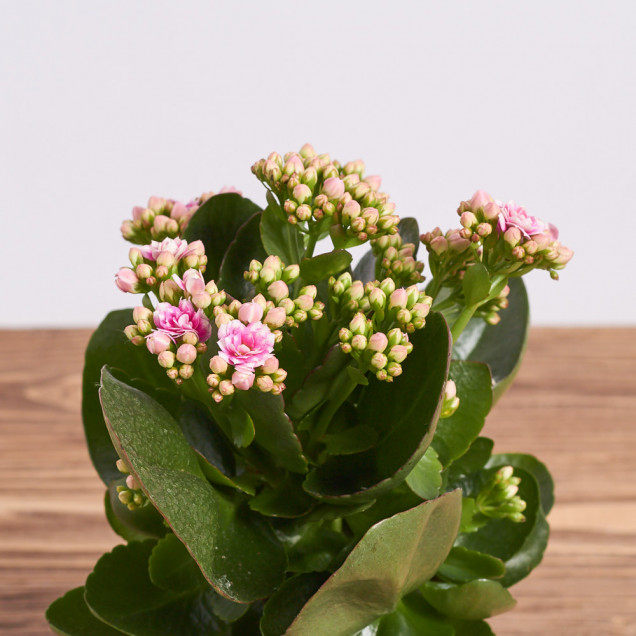 Каланхоэ "Розовый"