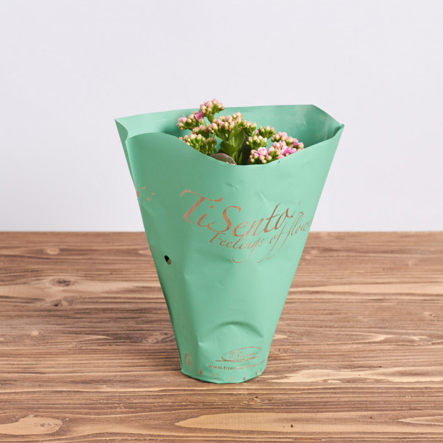 Каланхоэ "Розовый"