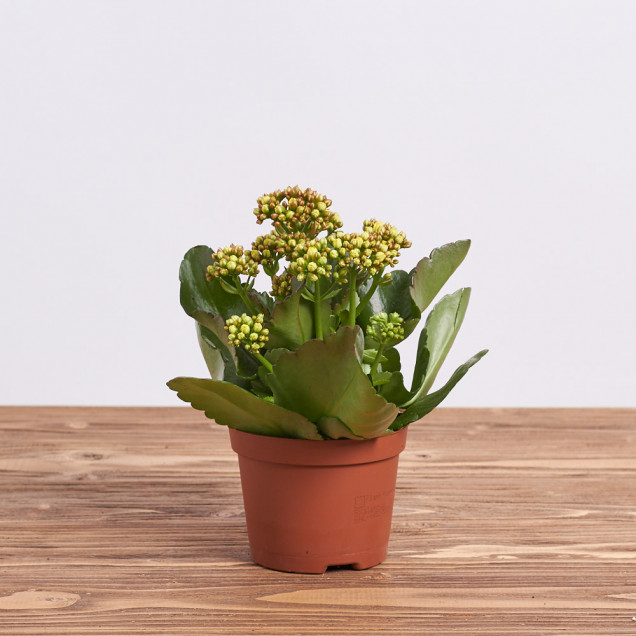 Каланхоэ "Желтый"