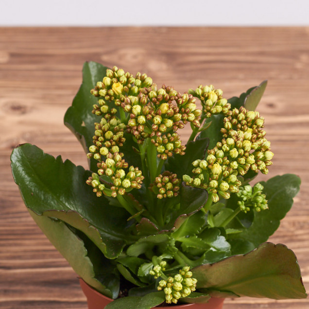 Каланхоэ "Желтый"