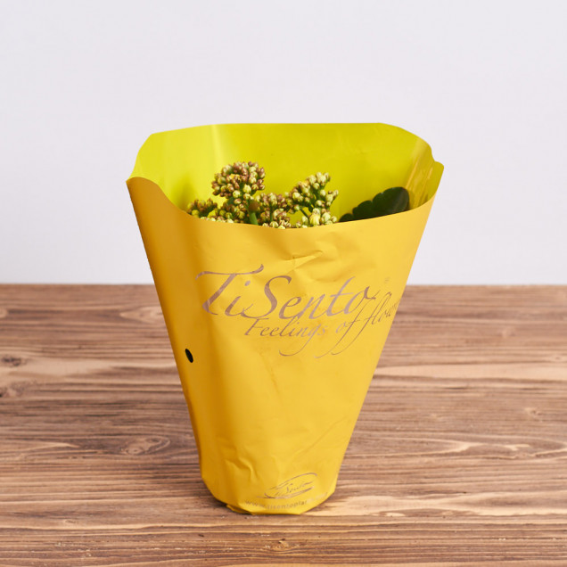 Каланхоэ "Желтый"