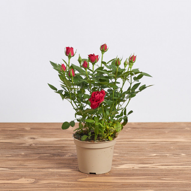 Роза в горшке "Красная"