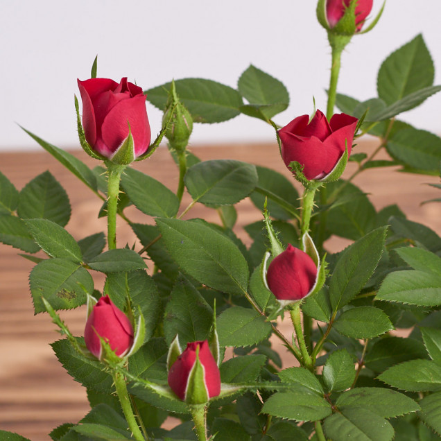 Роза в горшке "Красная"