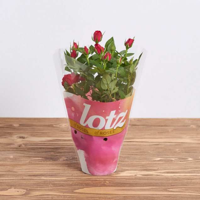 Роза в горшке "Красная"