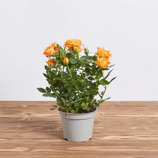 Роза в горшке "Оранжевая"