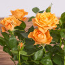 Роза в горшке "Оранжевая"