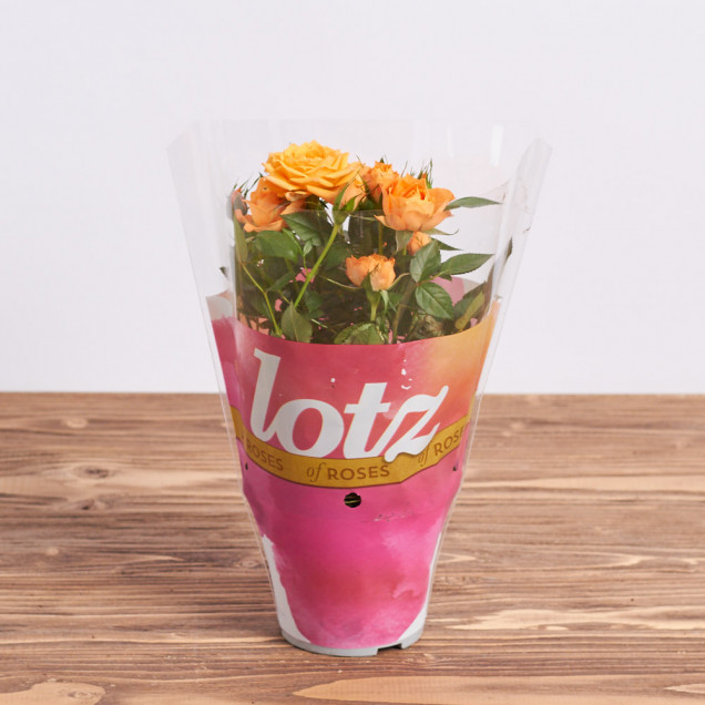 Роза в горшке "Оранжевая"