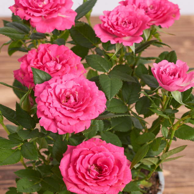 Роза в горшке "Розовая"