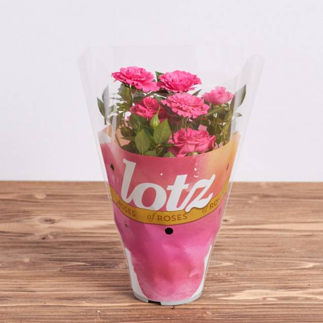 Роза в горшке "Розовая"