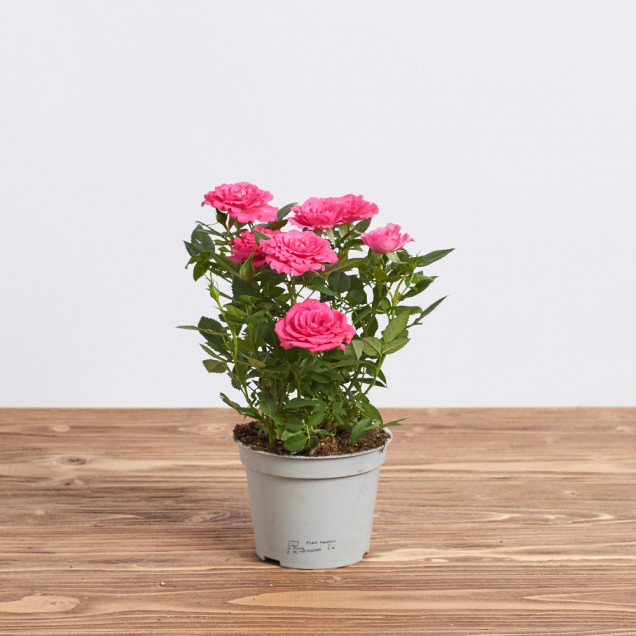 Роза в горшке "Розовая"