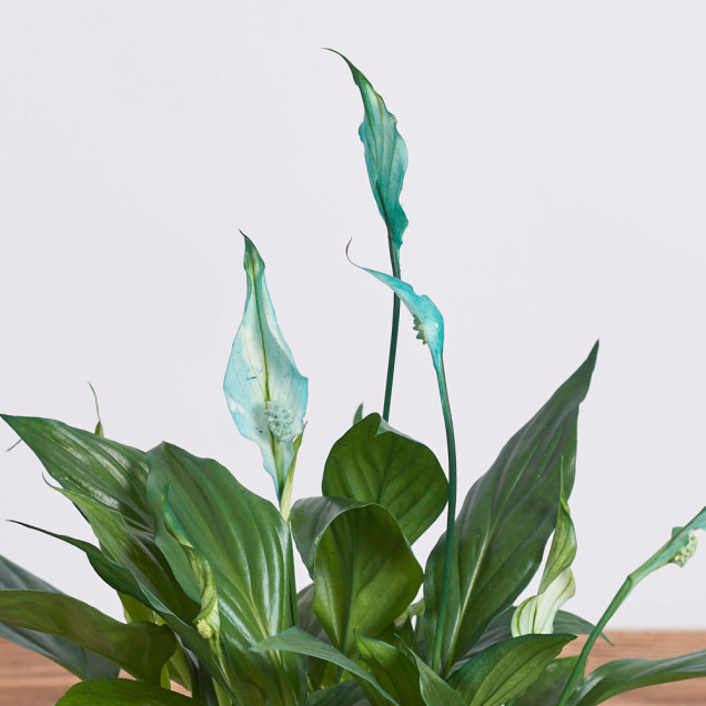 Спатифиллум "Голубой"